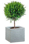 Scheurich Pflanzkübel STONY GREY 246 MURETTO