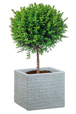 Scheurich Pflanzkübel STONY GREY 246 MURETTO
