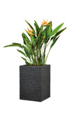Scheurich Pflanzkübel STONY BLACK 246 MURETTO