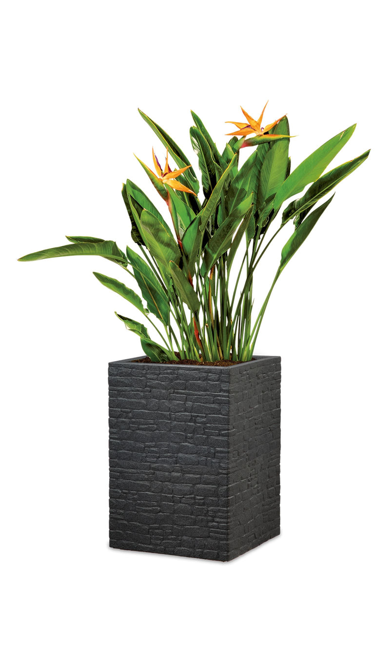 Scheurich Pflanzkübel STONY BLACK 246 MURETTO