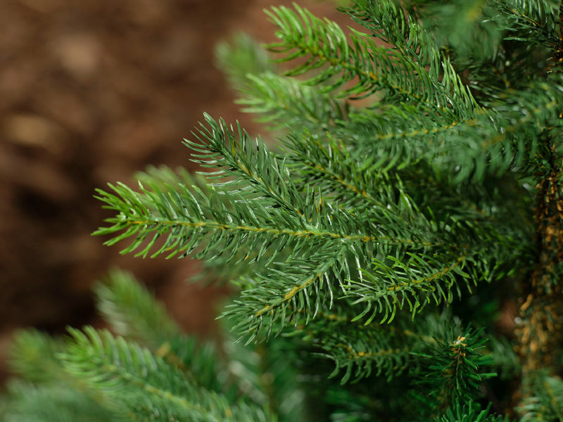 Weihnachtsbaum Grandis Tanne 120cm - 210cm