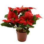 Poinsettia Polyester Weihnachtstern im Topf rot D16cm H27cm