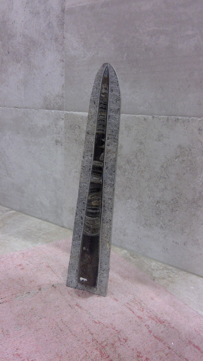Deko Fossil (B)